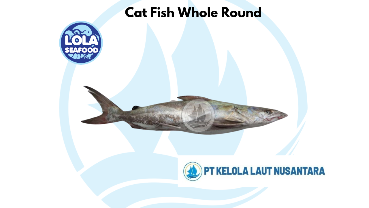 Cat Fish Whole Round